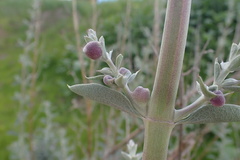Rhopalomyia audibertiae