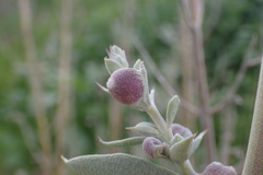 Rhopalomyia audibertiae