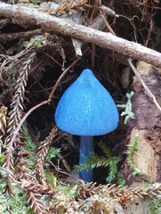 Entoloma hochstetteri