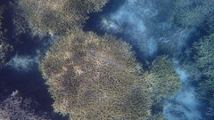 Fistularia commersonii