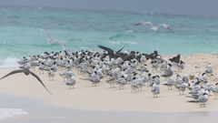 Thalasseus bengalensis