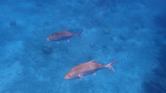 Caranx papuensis
