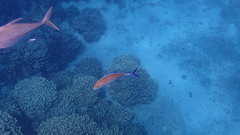 Caranx papuensis