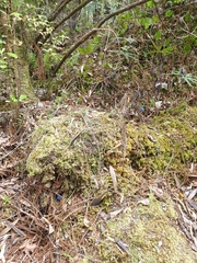 Entoloma hochstetteri