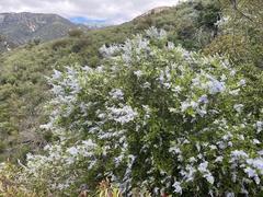 Ceanothus spinosus
