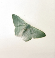 Pelagodes antiquadraria