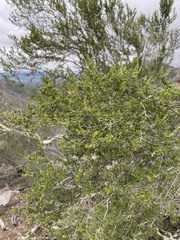 Adenostoma fasciculatum