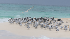 Thalasseus bengalensis