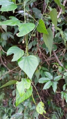 Pericampylus glaucus