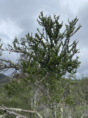 Adenostoma fasciculatum