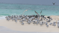 Thalasseus bengalensis