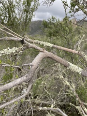Adenostoma fasciculatum