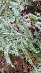 Dicranopteris linearis