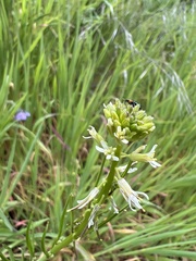 Caulanthus lasiophyllus