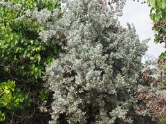 Conocarpus erectus sericeus