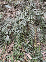 Sapindus mukorossi