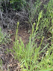 Caulanthus lasiophyllus