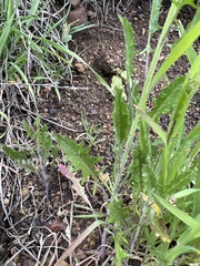 Caulanthus lasiophyllus