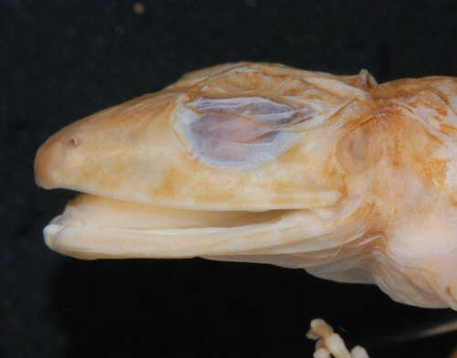 Eleutherodactylus cuneatus (Herps of Eastern Cuba) · iNaturalist