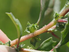 Atriplex suberecta