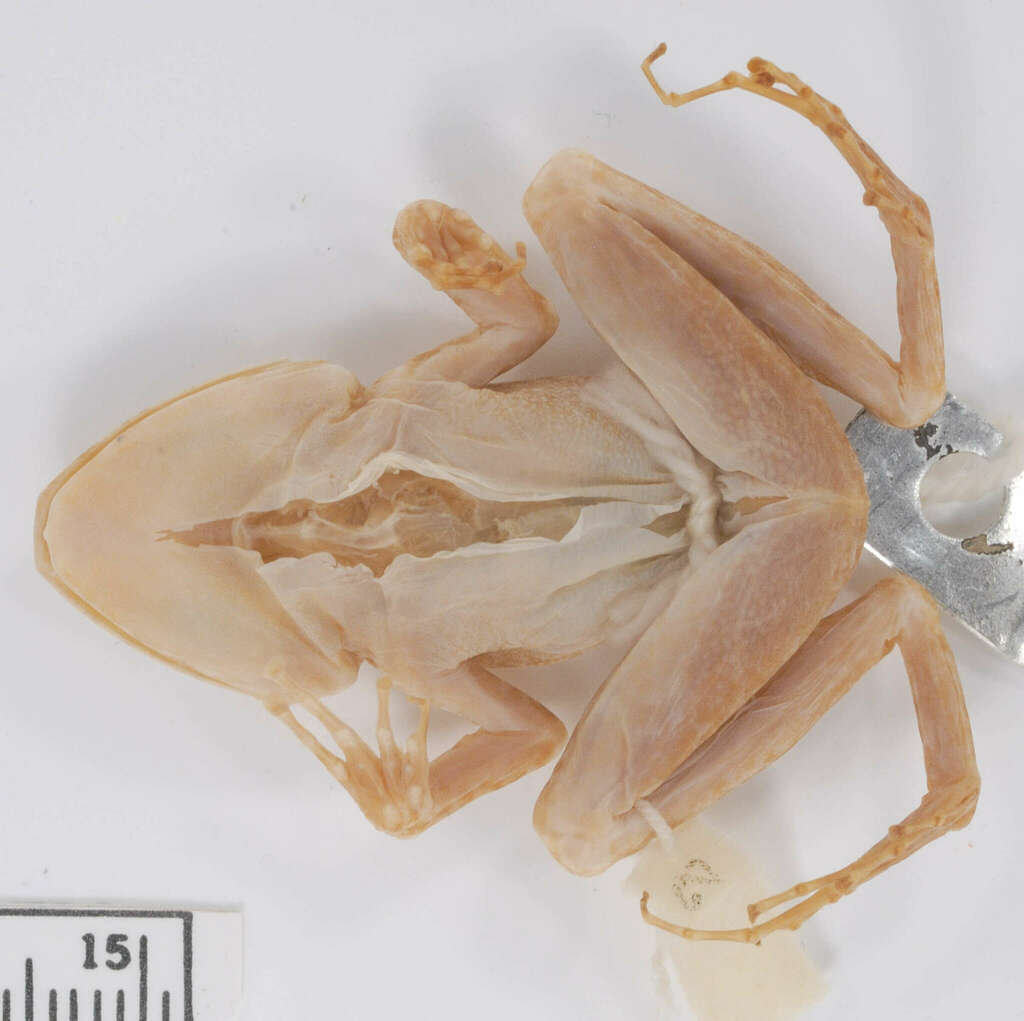 Eleutherodactylus cuneatus (Herps of Eastern Cuba) · iNaturalist