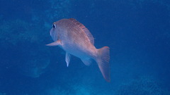 Monotaxis grandoculis