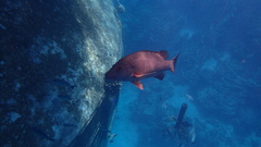 Lutjanus argentimaculatus