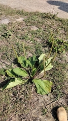 Plantago asiatica