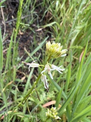 Caulanthus lasiophyllus