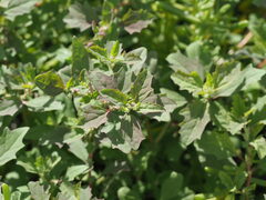 Atriplex suberecta