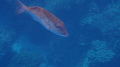 Monotaxis grandoculis