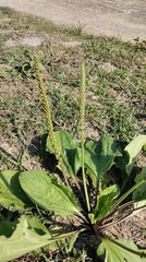 Plantago asiatica