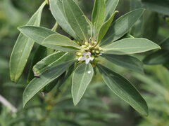 Myoporum stellatum
