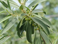 Myoporum stellatum
