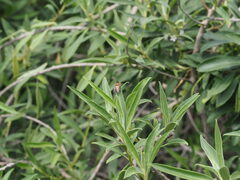 Myoporum stellatum