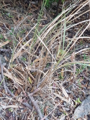 Miscanthus floridulus
