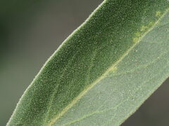 Myoporum stellatum