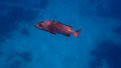 Lutjanus argentimaculatus