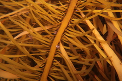 Phyllospora comosa