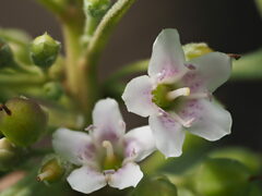 Myoporum stellatum