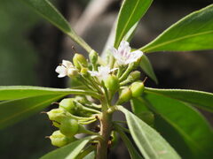 Myoporum stellatum