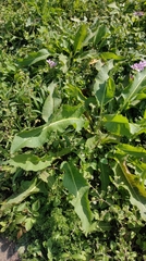 Rumex japonicus