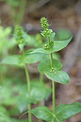 Penstemon cyananthus cyananthus