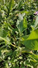 Rumex japonicus