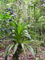 Cyrtochiloides ochmatochila