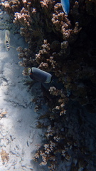 Chaetodon reticulatus