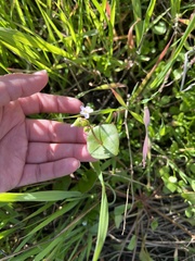 Claytonia perfoliata