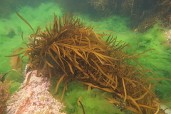 Phyllospora comosa
