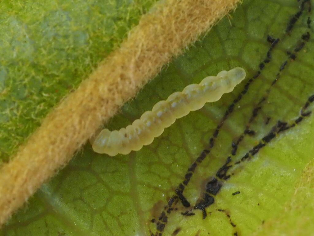 Ketapangia leucochorda