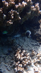 Chaetodon reticulatus